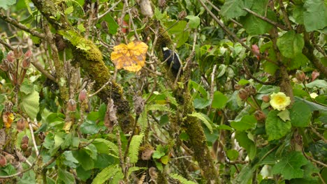 Eichelspecht-Pickt-An-Einem-Bemoosten-Ast,-Bevor-Er-In-Den-Regenwald-Von-Costa-Rica-Fliegt