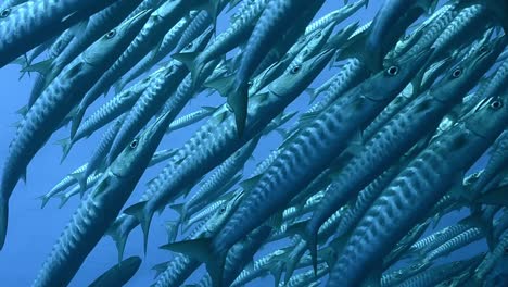 Océano-Azul-Profundo-Con-Barracudas