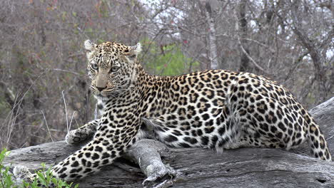 Wide,-full-body-shot-of-a-beautiful-leopard-staring-off-into-the-distance-as-it-lounges-on-a-log-in-the-wild