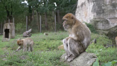 SLOWMO-a-Barbary-macaque,-Macaca-sylvanus-monky's-sitting-on-a-rock-and-walking-around,-Apenheul,-Apeldoorn,-Netherlands