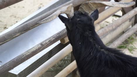 Domestic-Black-Goat-scratching-his-neck-At-The-Zoo-In-Seoul-Grand-Park,-Gwacheon-City,-South-Korea---close-up