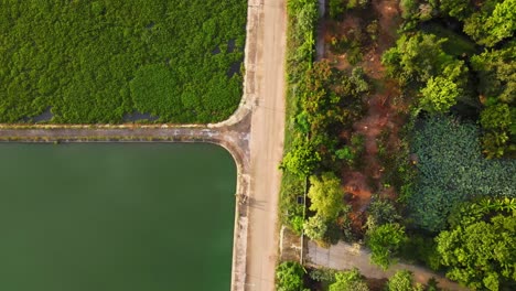 AERIAL:-Surreal-drone-footage-of-a-rural-countryside-road-running-along-a-clear-lake-and-overgrown-lake-by-hyacinth-plant