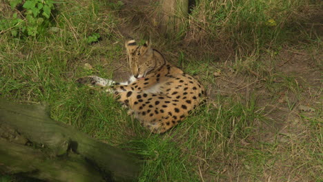 A-Serval-Cat-resting-in-the-grass-Zoom