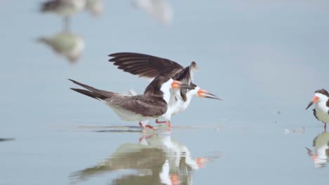 black-skimmer-flying-and-landing-on-shallow-shore-water-with-other-birds-in-slow-motion
