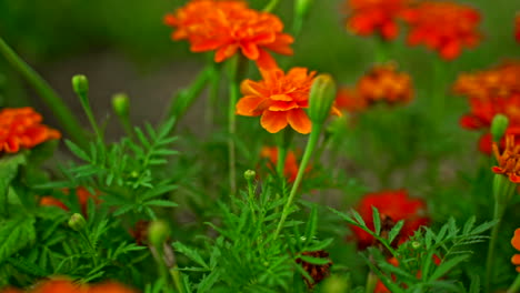 Lebendige-Ringelblumen-In-Einem-Robusten-Sommergarten