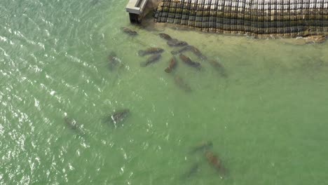 manatee-group-at-waters-edge-approaching-and-tilting-camera-down