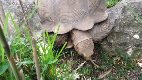 Top-view-of-large-tortoise-eating-grass-in-a-natural-habitat