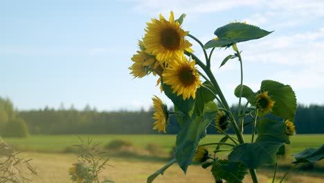 Sonnenblume-Hautnah-In-Sanfter-Windbrise-Herbst-Goldene-Stunde