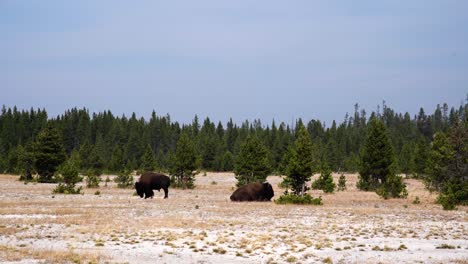 Un-Par-De-Bisontes-Vistos-Desde-La-Distancia-En-El-Parque-Nacional-De-Yellowstone