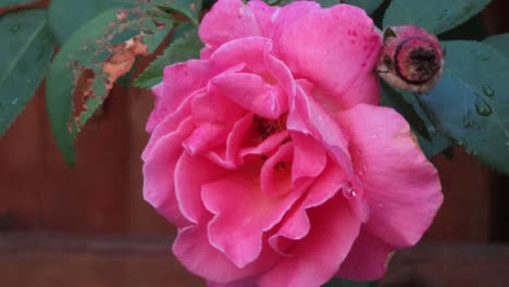 Close-up-of-wet-pink-flower-after-rain