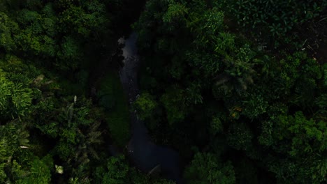 Luftaufnahme-Des-Dschungels