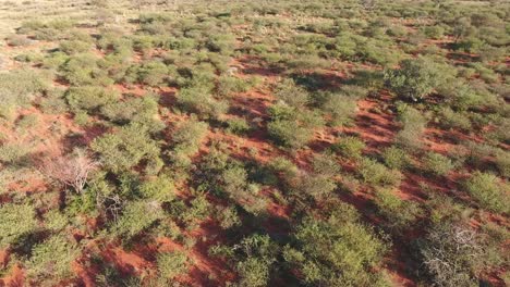 Aerial-view-of-an-arid-African-savannah-in-the-Kalahari-region-of-the-Northern-Cape,-South-Africa