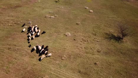 Aerial-view-of-a-Pumi-shepherd-dog-running-and-guiding-cattle-on-a-meadow