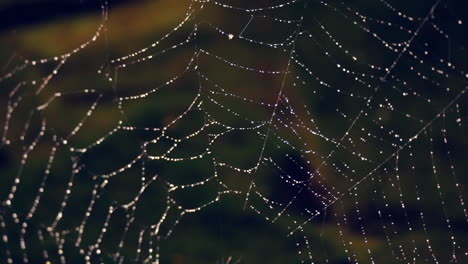 Obere-Hälfte-Des-Spinnennetzes-Mit-Tau-Bedeckt