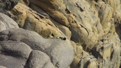 male-Atacamen-Pacific-Iguana-standing-sill-on-a-large-boulder-in-the-coast-of-the-Atacama-desert,-rocky-terrain-and-bright-sunlight