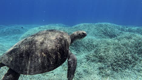 Close-Up-View-Of-A-Green-Sea-Turtle-Swimming-Under-The-Sea---underwater