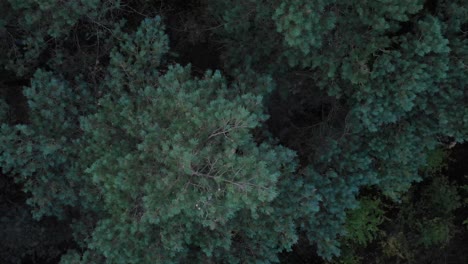 Amazing-topdown-shot-looking-down-at-a-forest-filled-with-evergreen-trees