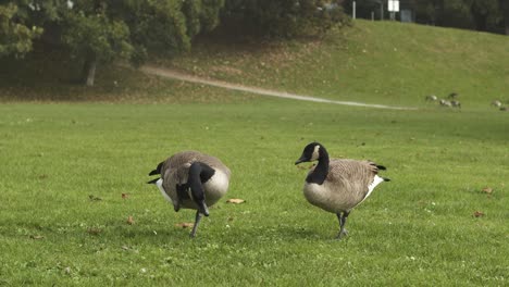 2-geese-feeding-on-grass-and-scraching-its-back