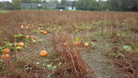 Tilt-shot-of-orange-pumpkins-in-farmers-field-trees-in-Autumn