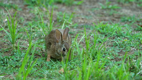 Cute-bunny-rabbit-eating-grass,-closeup-slow-motion