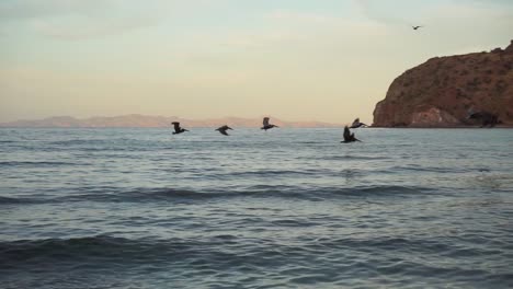 Tierwelt---Pelikane,-Die-Bei-Sonnenuntergang-Am-Wunderschönen-Strand-Von-Agua-Verde-Fliegen-Und-Eine-Lange-Aufnahme-Verfolgen