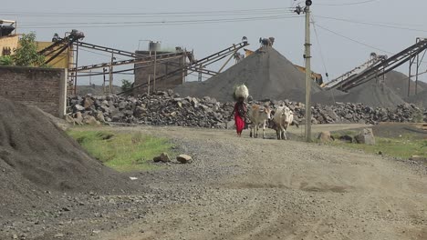 Eine-Dorfbewohnerin,-Die-Ihre-Kühe-Vom-Brecherfeld-In-Dumka,-Jharkhand-In-Indien,-Holt