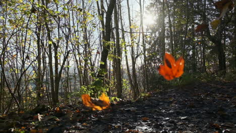 Herbstblätter-Fallen-In-Zeitlupe-In-Einen-Wald,-Wobei-Die-Sonne-Durch-Die-Bäume-Scheint