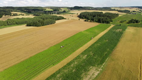 Drone-shot-of-a-tractor-with-trailer-harvesting-long-green-field-of-blackberry-plants