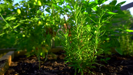Ebenerdige-Gartenaufnahme-Einer-Leuchtend-Grünen-Rosmarinpflanze