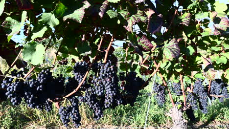 Panning-sideview-of-blue-grapes-in-a-vinyard,-Black-forest,-Germany,-Europe