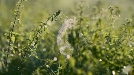 Spider-web-full-with-morning-dew-water-drops-in-sunrise-light