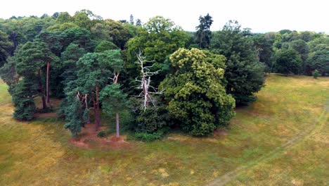 Aerial-pan-of-small-forest-grouping