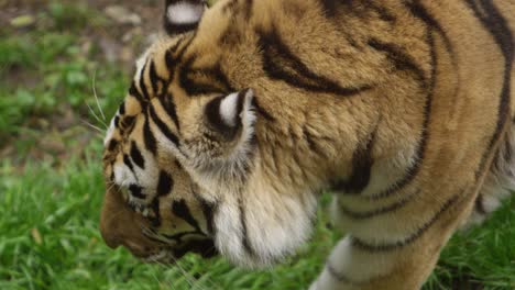 Tiger-Zeitlupe-Zu-Fuß-über-Winkel-Epische-Schönheit