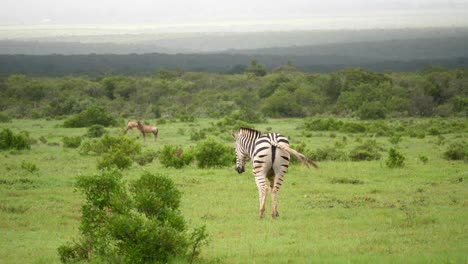 Cebra-Y-Hartebeest-Rojo-Distante-En-La-Sabana-Africana-Verde-Ondulante