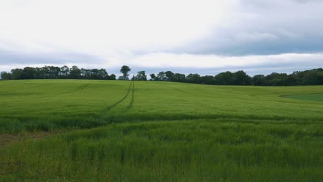 Malerische-Naturlandschaft-Der-Grünen-Wiese-In-Der-Nähe-Der-Dunklen-Hecken-In-Nordirland---Schwenkaufnahme