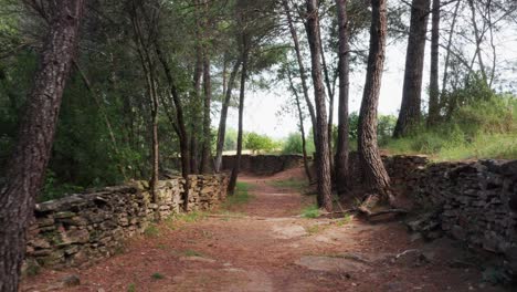 Caminando-Por-Un-Hermoso-Sendero-Bordeado-Por-Un-Muro-De-Piedra-Medieval-A-Través-De-Un-Bosque-Verde-Rodeado-De-Campos-Abiertos