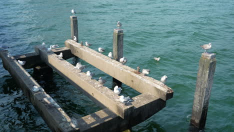 Static-shot-of-wild-seagulls-family-resting-on-wooden-pier-dock-during-daytime