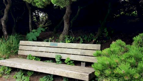 Walking-by-brush-revealing-a-bench-at-the-Port-Orford-Heads,-Oregon-in-the-Pacific-Northwest