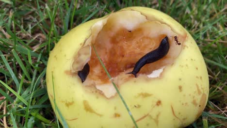 Small,-black-snail-eating-fallen-apple-on-ground