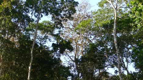 Affe,-Der-An-Einem-Sommertag-Im-Wald-Von-Panama-Während-Einer-Stetigen-Aufnahme-Von-Ast-Zu-Ast-Springt