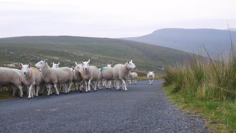 Flock-Of-White-Sheep-Walking-On-The-Road-At-Early-Morning-In-Wicklow-Mountains,-Ireland