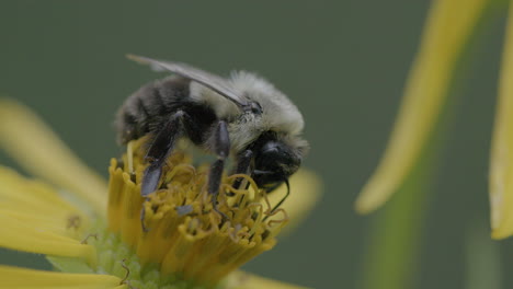 Closeup-of-a-bee-harvesting-pollen-from-a-yellow-flower