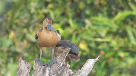 whistling-duck-chilling-on-tree-
