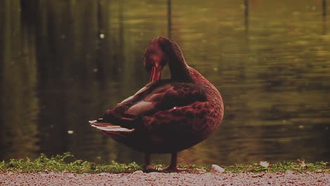 Mallard-duck-standing-and-rubbing-close-to-the-river