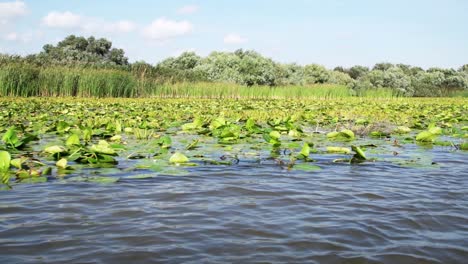 Nymphaea-Alba-And-Common-Reeds-At-River-Delta---European-White-Water-Lily-Floating-On-The-Rippling-Water-Of-Danube-Delta-In-Tulcea,-Romania,-Europe---View-From-A-Cruising-Speedboat