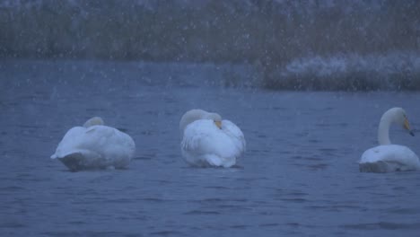 Medium-long-shot-of-small-flock-of-swans,-with-shy-swan-snuggling-gracefully-behind-the-wing-to-keep-warm-under-heavy-snowfall,-at-winter-dusk