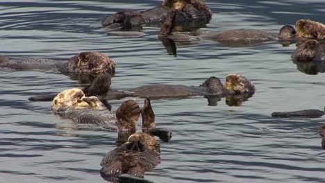 Group-of-sea-otters-relaxing-in-the-ocean-water-in-the-sun