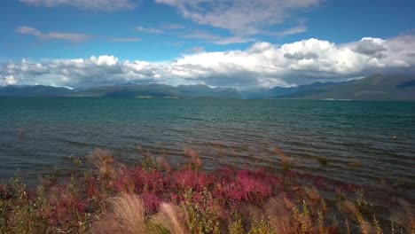 Picturesque-summertime-Yukon-scene-above-colorful-blossom-flower-petal-blooms-and-grassy-vegetation-lakeside-of-Kluane-lake-water-edge-with-mountain-range-in-background-on-blue-sunny-sky-day,-Canada