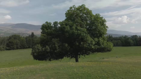 Panoramic-view-around-a-giant-tree-in-the-middle-of-a-yellow-flowered-field,-with-mountains-on-the-horizon