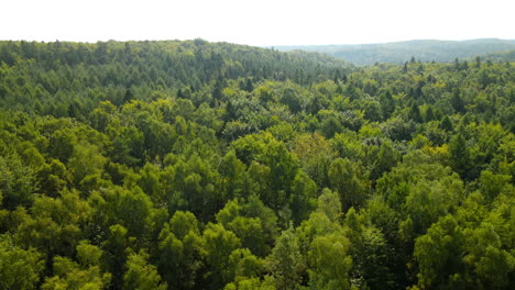 Drone-flying-above-dense-forest